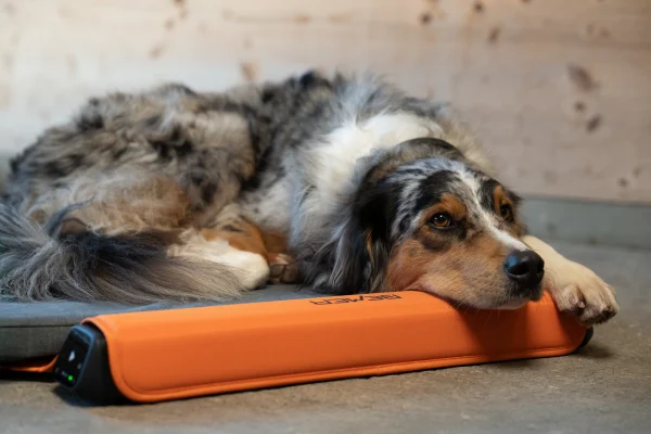 BEMER Dog Line BEMER Hunde