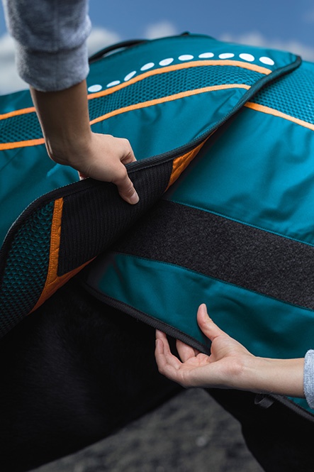 Horse Set Hands Product on Horse MarkusGmeiner 191017 0404