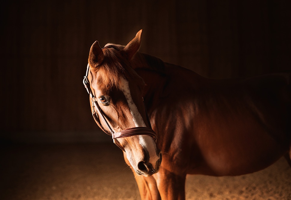 Horse Set Elegance MarkusGmeiner 191009 7370