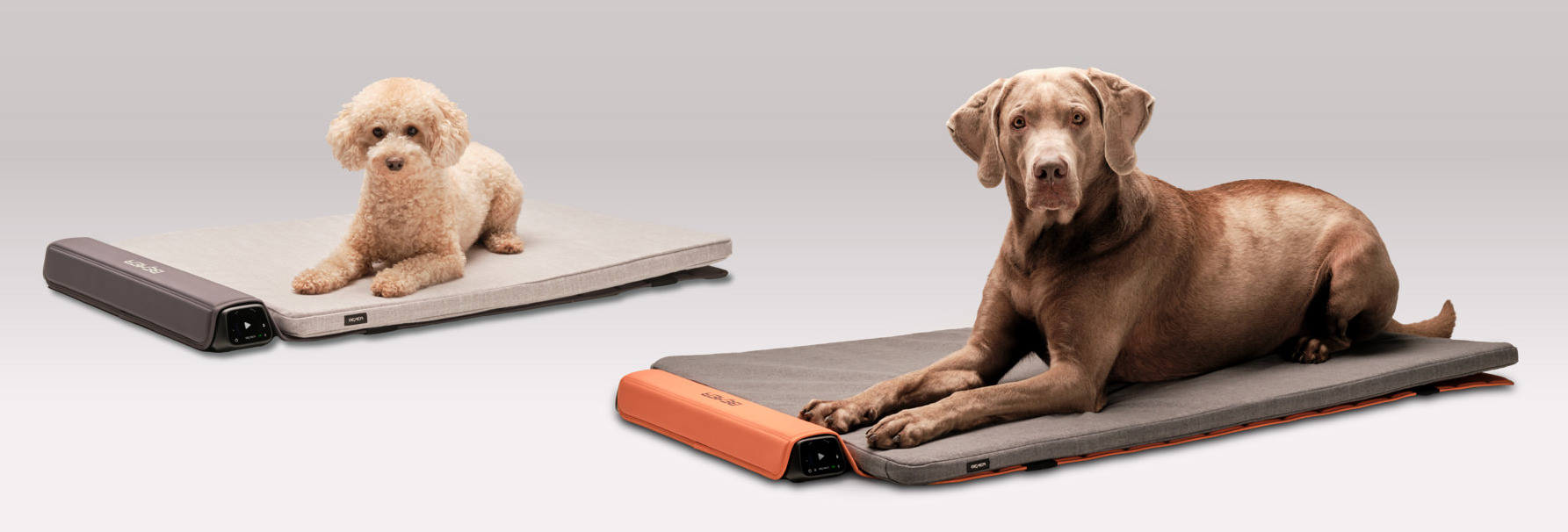 BEMER Dog Line Berlin Zeuthen